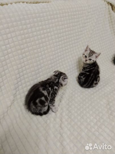 Шотландская