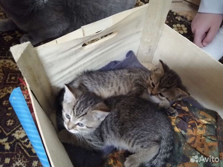 Кошки в добрые руки бесплатно