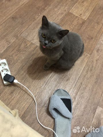 Кошка в дар бесплатно