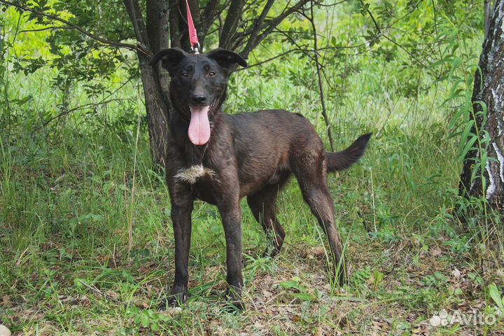 Джони в добрые руки