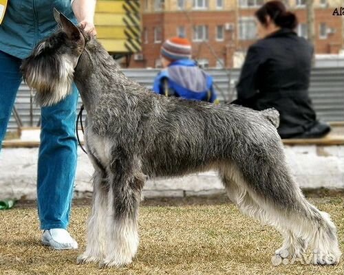 Стрижка и тримминг шнауцеров и терьеров