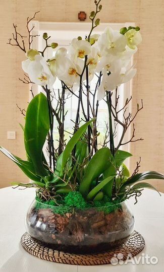 Орхидея фаленопсис