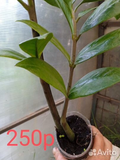 Замиокулькас (долларовое дерево)