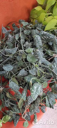 Куст сциндапсуса