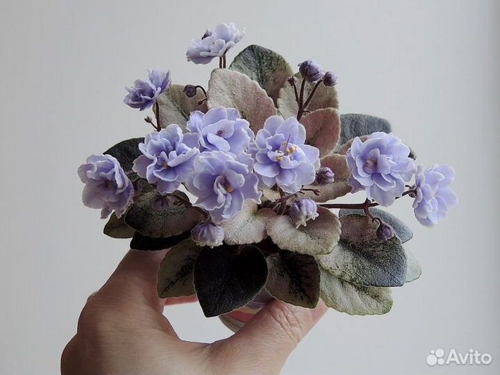 Фиалки сортовые