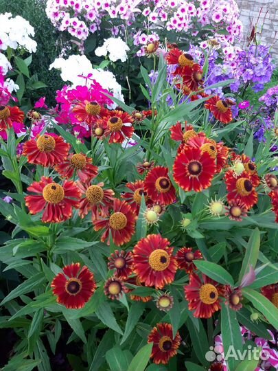 Многолетние цветы