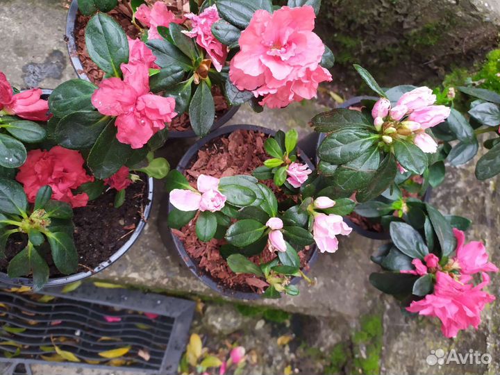 Азалии, магония, гибискусы