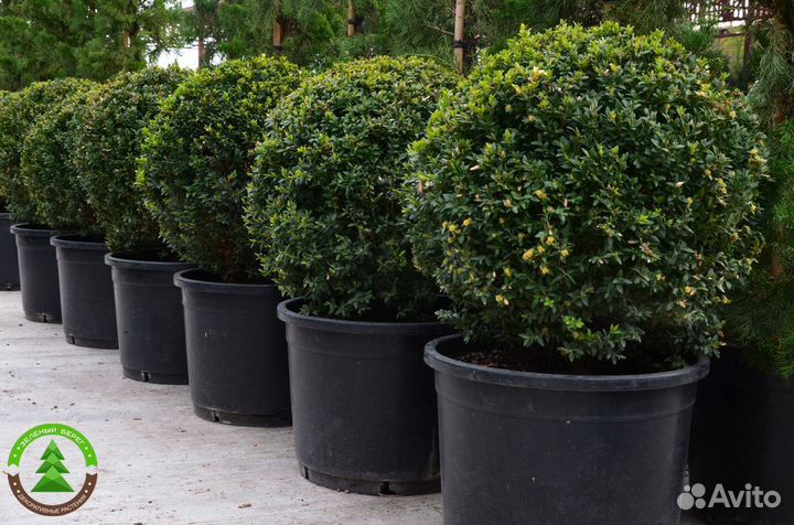 Самшит укорененный разных размеров в горшке