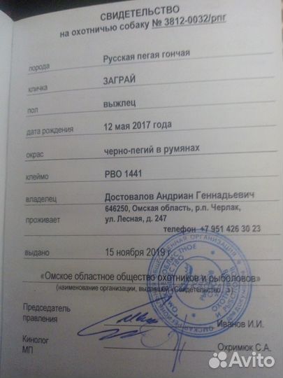 Щенки русской пегой гончей