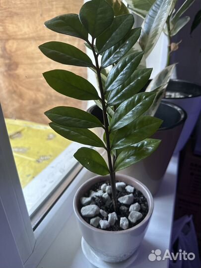 Замиокулькас с горшком