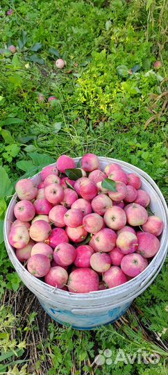 Яблоки ранетки