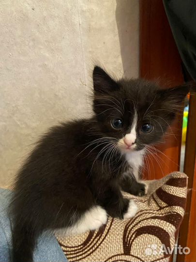 Котята