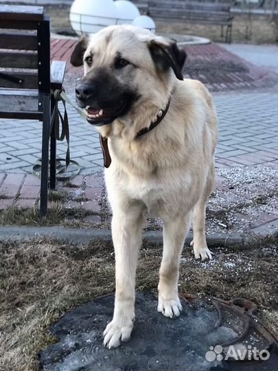 Молодой пёс ждёт своих хозяев. Отдам в дар