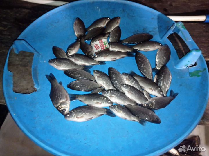 Живец карась