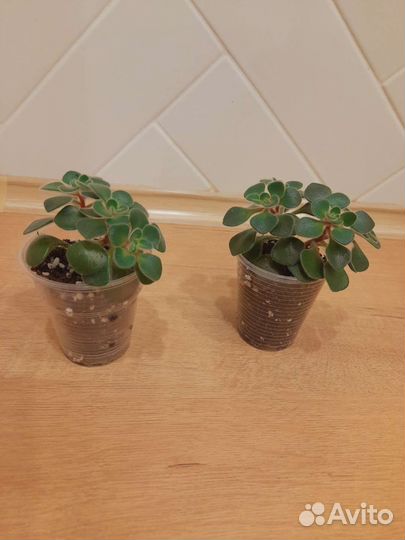 Аихризон дерево любви