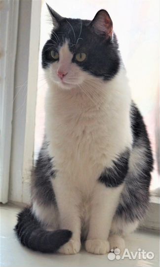 Видео+ Тоша. Кастрат