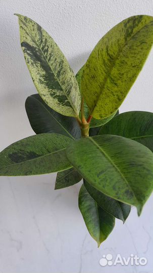 Фикус Шривериана