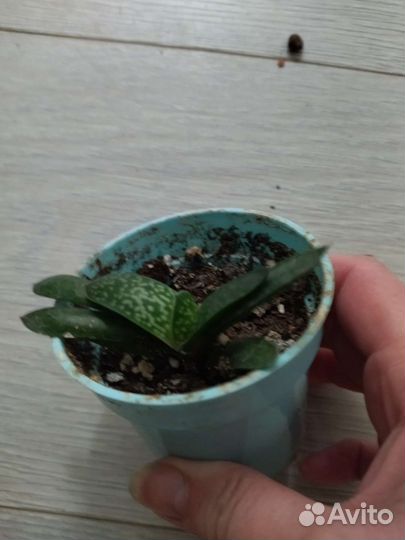 Гастерия Gasteria