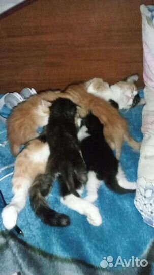 Котенок в дар бесплатно