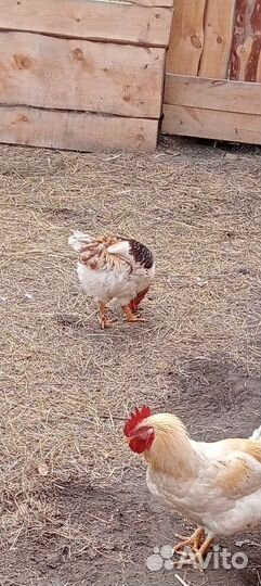 Петушки Ломан Браун