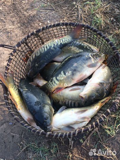 Карп зеркальный живой оптом 1,5кг