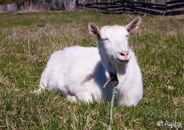 Продаются козы