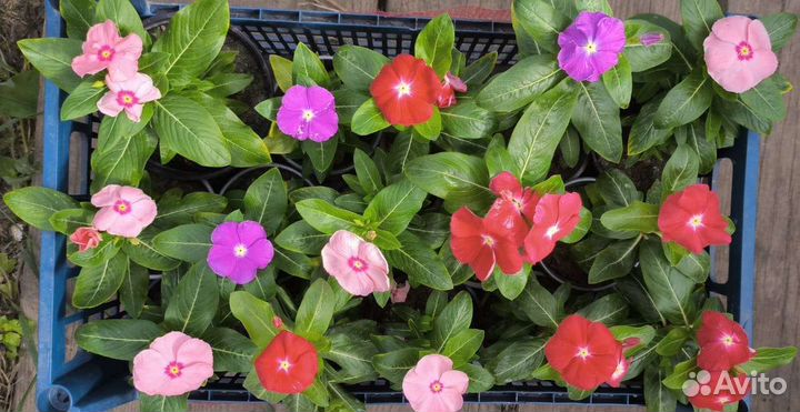 Катарантус