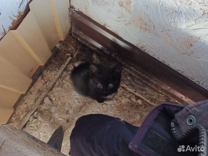 Турецкая Ангора и русская голубая