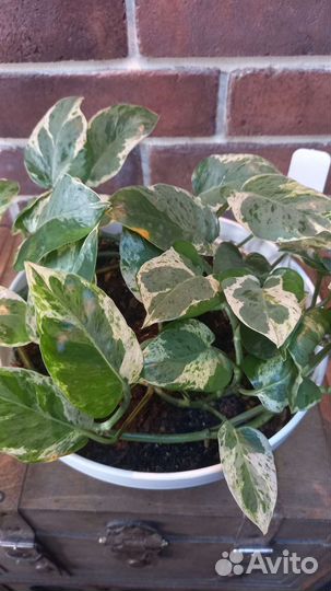 Сциндапсусы сортовые