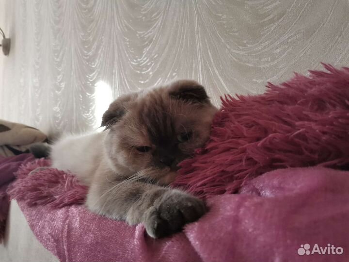 Шотландская вислоухая кошечка