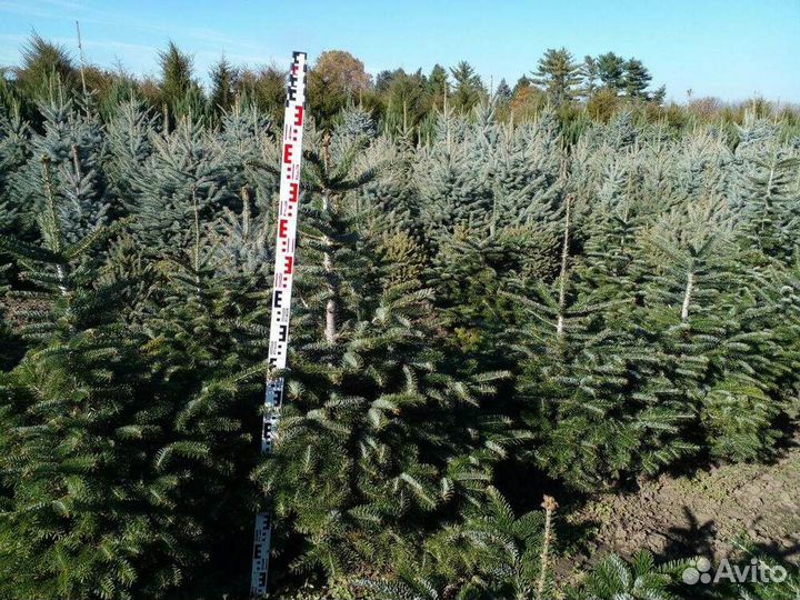 Пихта кавказская/100-120 см