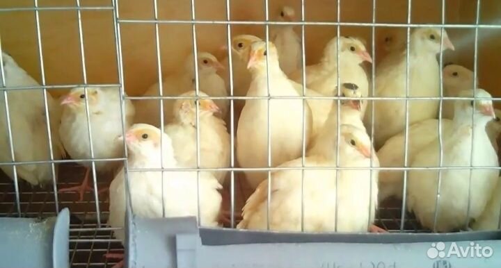 Перепелки перепела