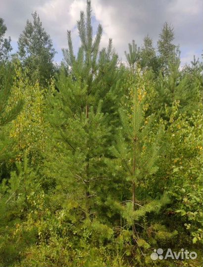 Сосна обыкновенная, береза