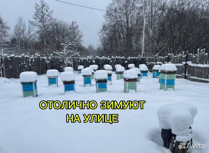 Продам пасеку, пчелосемьи