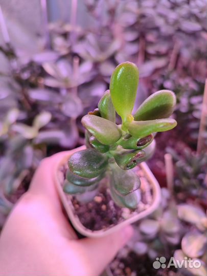 Крассула Хоббит