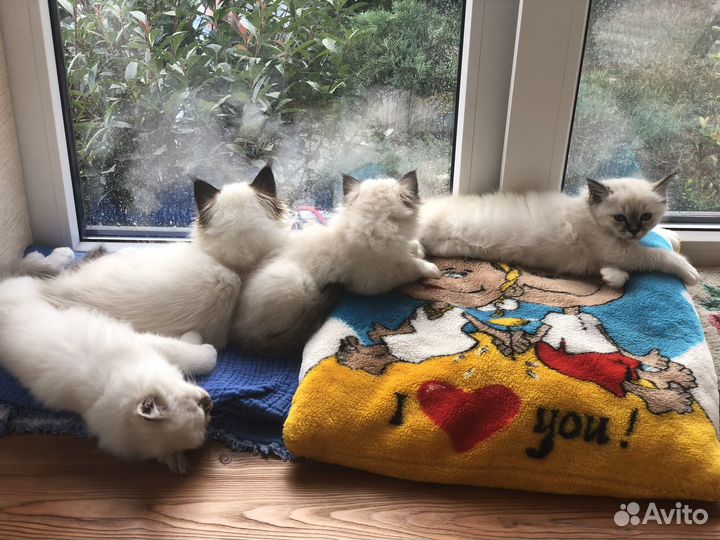 Котята Священная Бирма