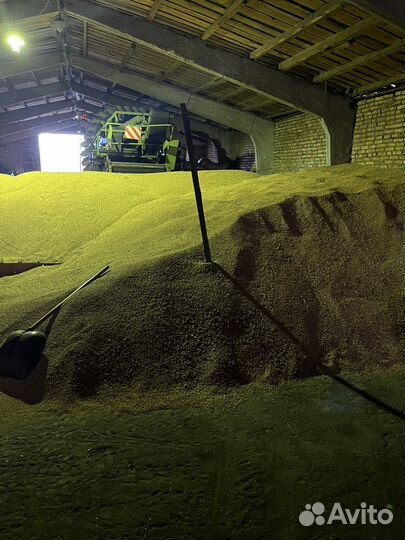 Зерно, пшеница, ячмень, вековес