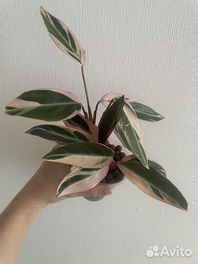 Строманта триколор