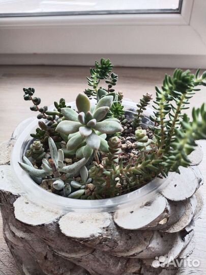 Суккуленты и флорариумы