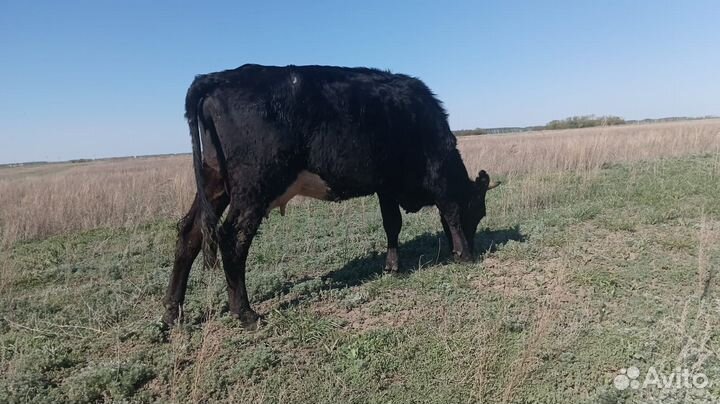 Корова дойная