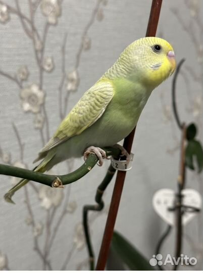 Птенцы волнистый попугай