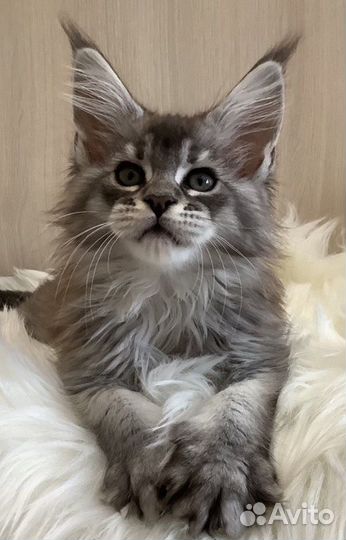 Продажа котят
