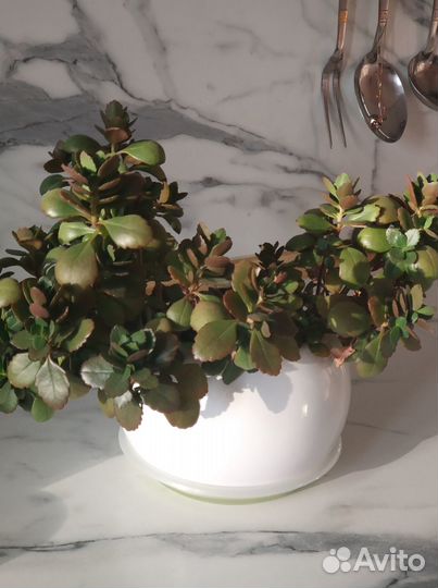 Коланхоэ разрастающаяся