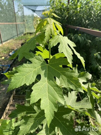 Саженцы клена серебристого