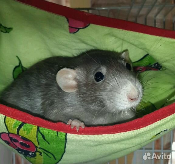 Ветврач передержка