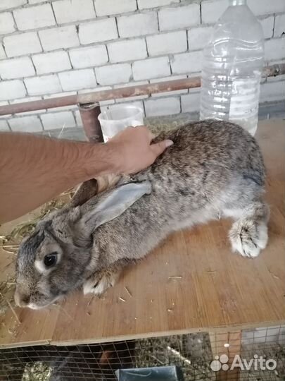 Кролики обмен