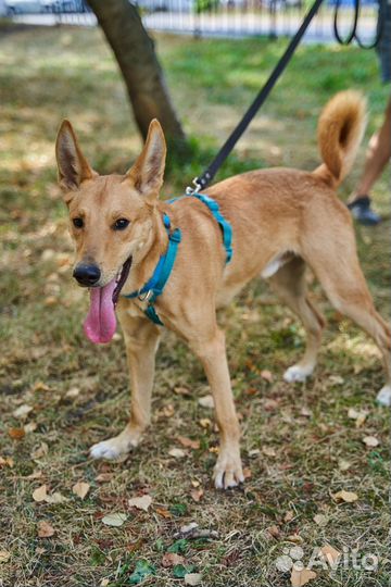 Собака в добрые руки