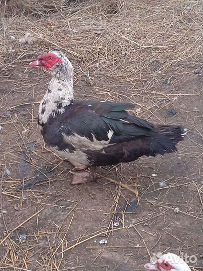 Индоутки. Селезни