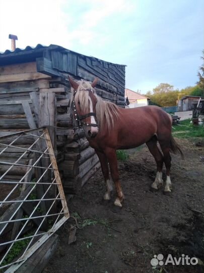 Продам жеребца