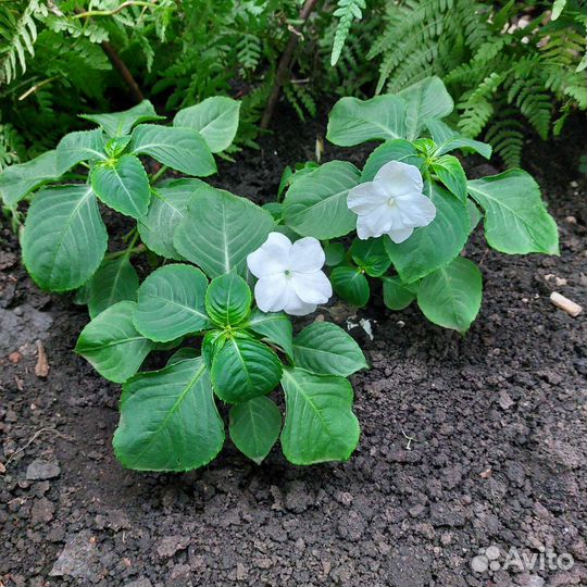 Импатиенс ампельный (бальзамин)